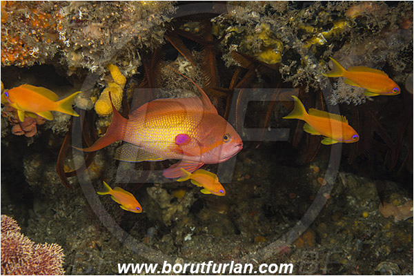 Aliwal shoal, Umkomaas, South Africa, Indian ocean, Pseudanthias squamipinnis, Pseudanthias, Serranidae, Lyretail Anthias, Sea goldie, Anthias, Fish, Male