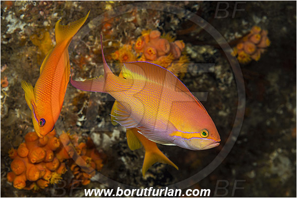 Aliwal shoal, Umkomaas, South Africa, Indian ocean, Nemanthias carberryi, Nemanthias, Serranidae, Carberrryi anthias, Threadfin anthias, Sea goldie, Anthias, Fish