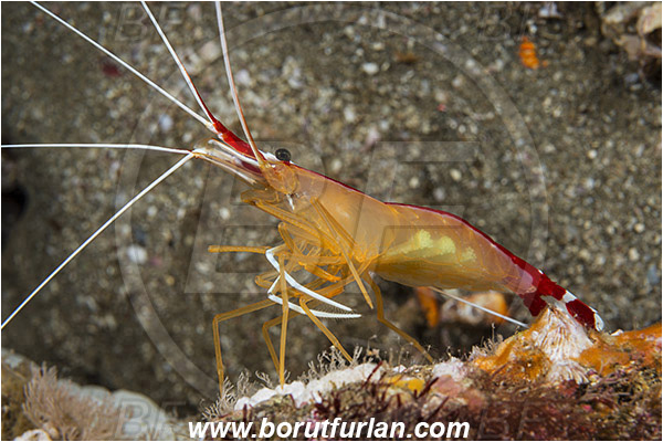 Aliwal shoal, Umkomaas, South Africa, Indian ocean, Lysmata amboinensis, Lysmata, Lysmatidae, Decapoda, Skunk Cleaner Shrimp, Shrimp, Crustacea, Crustacean