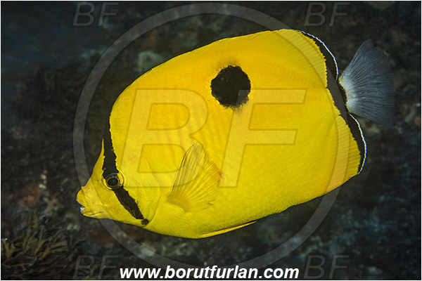 Aliwal shoal, Umkomaas, South Africa, Indian ocean, Chaetodon interruptus, Chaetodon, Chaetodontidae, Yellow teardrop butterflyfish, Butterflyfish, Fish