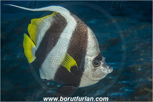 Aliwal shoal, Umkomaas, South Africa, Indian ocean, Heniochus acuminatus, Heniochus, Chaetodontidae, Longfin bannerfish, Pennant coralfish, Butterflyfish, Fish