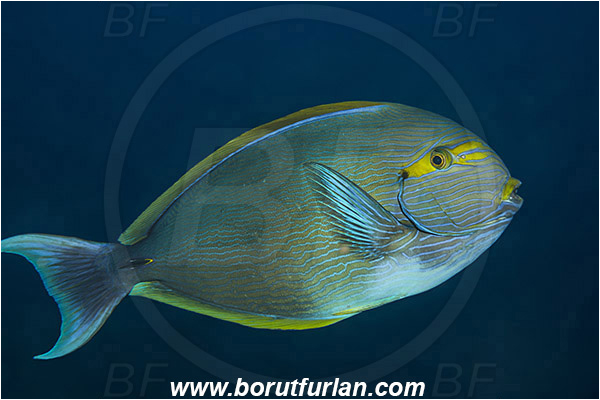 Aliwal shoal, Umkomaas, South Africa, Indian ocean, Acanthurus mata, Acanthurus, Acanthuridae, Elongate surgeonfish, Surgeonfish, Fish