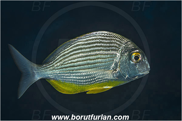 Aliwal shoal, Umkomaas, South Africa, Indian ocean, Rhabdosargus thorpei, Rhabdosargus, Sparidae, Bigeye stumpnose, Seabream, Fish