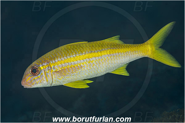 Aliwal shoal, Umkomaas, South Africa, Indian ocean, Mulloidichthys vanicolensis, Mulloidichthys, Mullidae, Yellowfin Goatfish, Goatfish, Fish