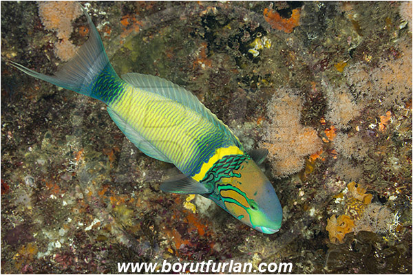 Aliwal shoal, Umkomaas, South Africa, Indian ocean, Thalassoma hebraicum, Thalassoma, Labridae, Goldbar wrasse, Wrasse, Fish