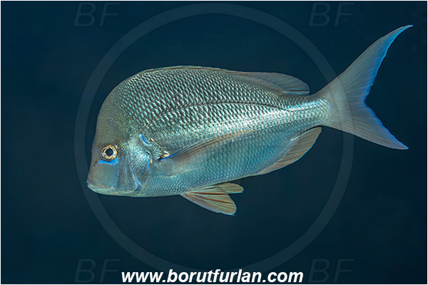 Aliwal shoal, Umkomaas, South Africa, Indian ocean, Chrysoblephus puniceus, Chrysoblephus, Sparidae, Slinger seabream, Seabream, Fish