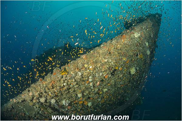 Umkomaas, South Africa, Indian ocean, Wreck Produce, Wreck, Bow, Fish school