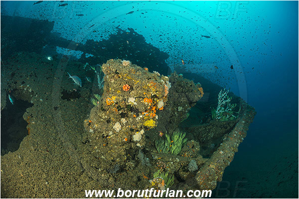 Umkomaas, South Africa, Indian ocean, Wreck Produce, Wreck, Bow