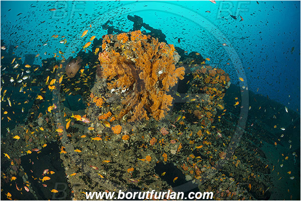 Umkomaas, South Africa, Indian ocean, Wreck Produce, Wreck, Bow, Fish school