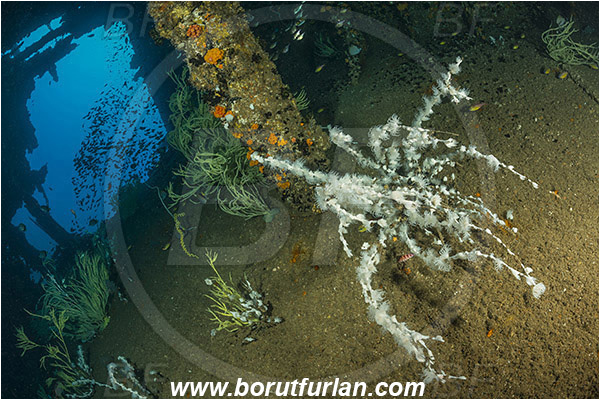 Umkomaas, South Africa, Indian ocean, Wreck Produce, Wreck, Nemanthus sp. Nemanthus, Nemanthidae, Anthozoa, Cnidara, Cnidarian, Gorgonian wrapper, Coral, Anemone