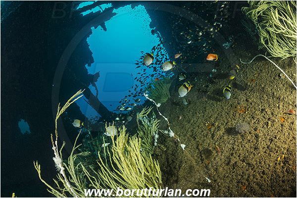 Umkomaas, South Africa, Indian ocean, Wreck Produce, Wreck, Antipathes sp., Antipathes, Antipathidae, Black coral, Coral, Anthozoa, Cnidaria, Cnidarian, Fish school