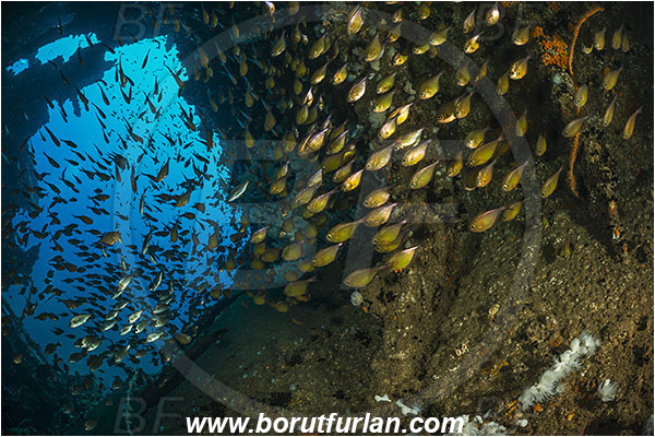 Umkomaas, South Africa, Indian ocean, Wreck Produce, Wreck, Pempheris adusta, Pempheris, Pempheridae, Dusky sweeper, Sweeper, Fish, Fish school