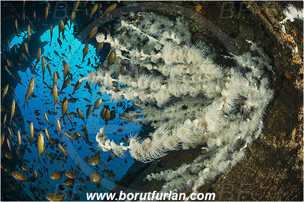 Umkomaas, South Africa, Indian ocean, Wreck Produce, Wreck, Nemanthus sp. Nemanthus, Nemanthidae, Anthozoa, Cnidara, Cnidarian, Gorgonian wrapper, Coral, Anemone, Pempheris adusta, Pempheris, Pempheridae, Dusky sweeper, Sweeper, Fish, Fish school