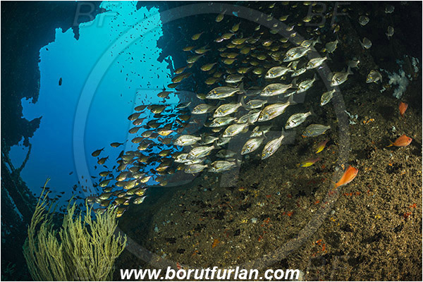 Umkomaas, South Africa, Indian ocean, Wreck Produce, Wreck, Pempheris adusta, Pempheris, Pempheridae, Dusky sweeper, Sweeper, Pomadasys olivaceus, Pomadasys, Haemulidae, Olive grunter, Grunter, Fish, Fish school