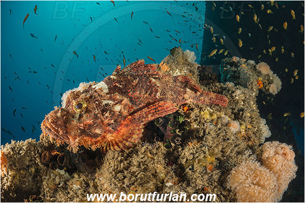 Umkomaas, South Africa, Indian ocean, Wreck Produce, Wreck, Scorpaenopsis oxycephala, Scorpaenopsis, Scorpaenidae, Tassled Scorpionfish, Scorpionfish, Fish