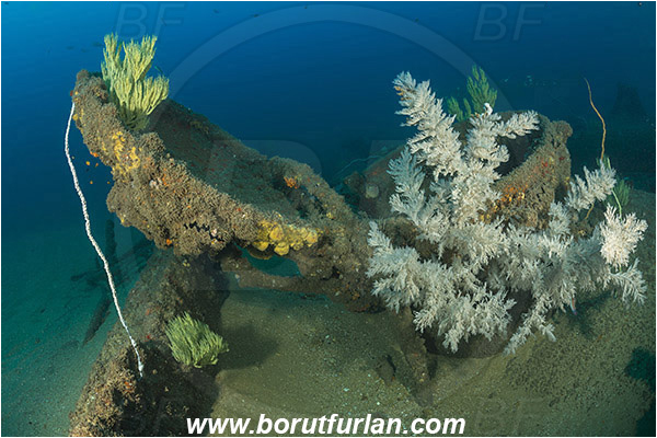 Umkomaas, South Africa, Indian ocean, Wreck Produce, Wreck, Antipathes sp., Antipathes, Antipathidae, Black coral, Coral, Anthozoa, Cnidaria, Cnidarian