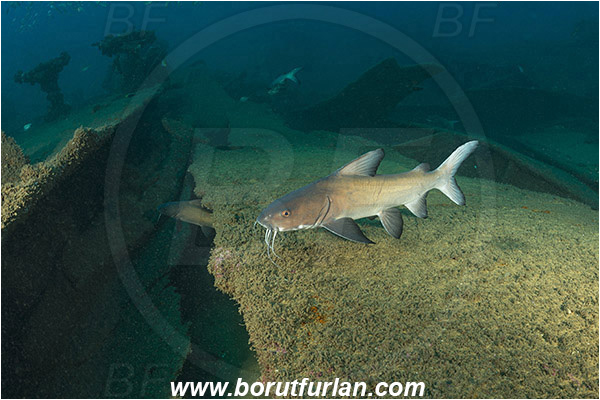 Umkomaas, South Africa, Indian ocean, Wreck Produce, Wreck, Galeichthys trowi, Galeichthys, Ariidae, White berbel, Natal catfish, Catfish, Fish