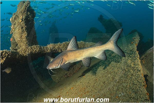 Umkomaas, South Africa, Indian ocean, Wreck Produce, Wreck, Galeichthys trowi, Galeichthys, Ariidae, White berbel, Natal catfish, Catfish, Fish