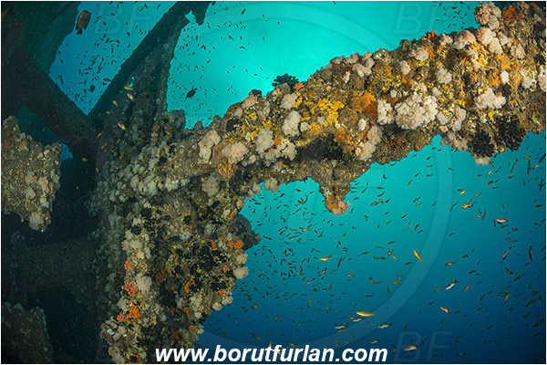 Umkomaas, South Africa, Indian ocean, Wreck Produce, Wreck