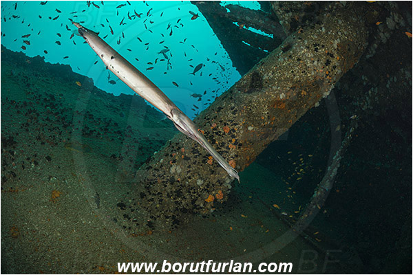 Umkomaas, South Africa, Indian ocean, Wreck Produce, Wreck, Aulostomus chinensis, Aulostomus, Aulostomidae, Chinese trumpetfish, Trumpetfish, Fish