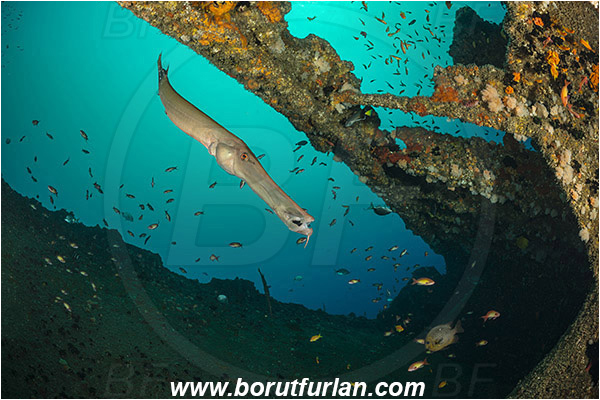 Umkomaas, South Africa, Indian ocean, Wreck Produce, Wreck, Aulostomus chinensis, Aulostomus, Aulostomidae, Chinese trumpetfish, Trumpetfish, Fish