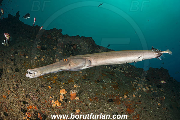 Umkomaas, South Africa, Indian ocean, Wreck Produce, Wreck, Aulostomus chinensis, Aulostomus, Aulostomidae, Chinese trumpetfish, Trumpetfish, Fish