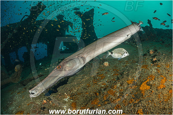 Umkomaas, South Africa, Indian ocean, Wreck Produce, Wreck, Aulostomus chinensis, Aulostomus, Aulostomidae, Chinese trumpetfish, Trumpetfish, Fish