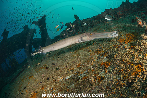 Umkomaas, South Africa, Indian ocean, Wreck Produce, Wreck, Aulostomus chinensis, Aulostomus, Aulostomidae, Chinese trumpetfish, Trumpetfish, Fish