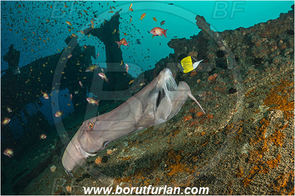 Umkomaas, South Africa, Indian ocean, Wreck Produce, Wreck, Aulostomus chinensis, Aulostomus, Aulostomidae, Chinese trumpetfish, Trumpetfish, Fish, Portrait