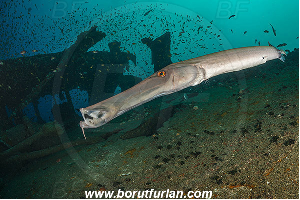 Umkomaas, South Africa, Indian ocean, Wreck Produce, Wreck, Aulostomus chinensis, Aulostomus, Aulostomidae, Chinese trumpetfish, Trumpetfish, Fish, Portrait