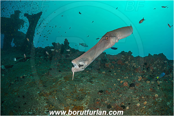 Umkomaas, South Africa, Indian ocean, Wreck Produce, Wreck, Aulostomus chinensis, Aulostomus, Aulostomidae, Chinese trumpetfish, Trumpetfish, Fish, Portrait