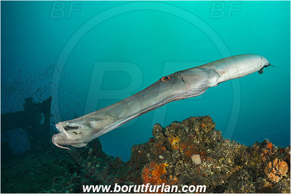 Umkomaas, South Africa, Indian ocean, Wreck Produce, Wreck, Aulostomus chinensis, Aulostomus, Aulostomidae, Chinese trumpetfish, Trumpetfish, Fish, Portrait