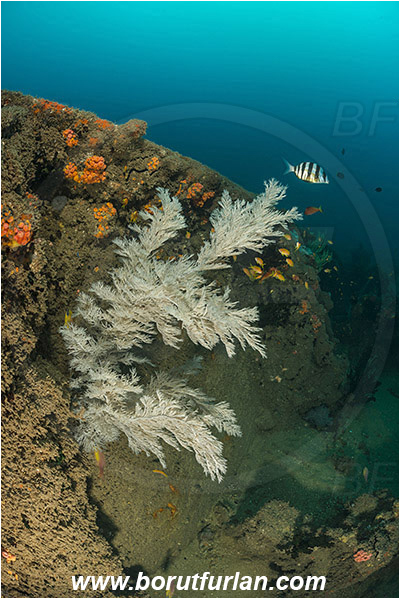 Umkomaas, South Africa, Indian ocean, Wreck Produce, Wreck, Antipathes sp., Antipathes, Antipathidae, Black coral, Coral, Anthozoa, Cnidaria, Cnidarian
