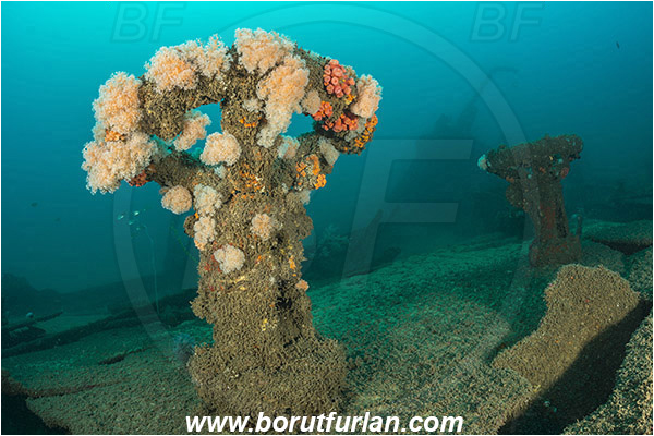 Umkomaas, South Africa, Indian ocean, Wreck Produce, Wreck