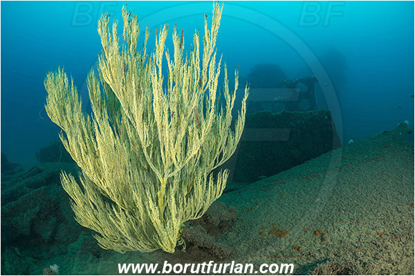 Umkomaas, South Africa, Indian ocean, Wreck Produce, Wreck, Antipathes sp., Antipathes, Antipathidae, Black coral, Coral, Anthozoa, Cnidaria, Cnidarian