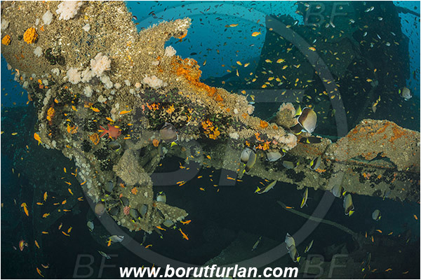 Umkomaas, South Africa, Indian ocean, Wreck Produce, Wreck