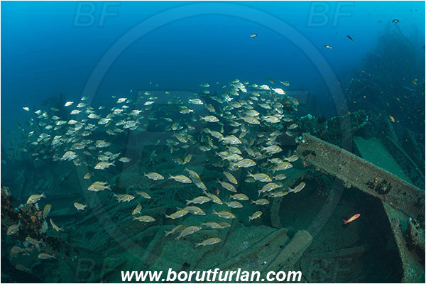 Umkomaas, South Africa, Indian ocean, Wreck Produce, Wreck, Pomadasys olivaceus, Pomadasys, Haemulidae, Olive grunter, Grunter, Fish, Fish school