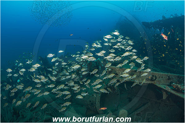 Umkomaas, South Africa, Indian ocean, Wreck Produce, Wreck, Pomadasys olivaceus, Pomadasys, Haemulidae, Olive grunter, Grunter, Fish, Fish school