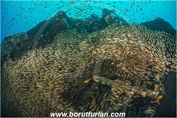 Umkomaas, South Africa, Indian ocean, Wreck Produce, Wreck, Parapriacanthus ransonneti, Parapriacanthus, Pempheridae, Glassfish, Glassy sweeper, Sweeper, Fish, Fish school