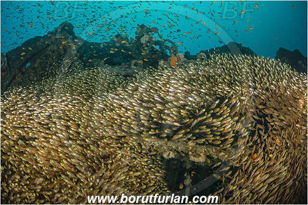 Umkomaas, South Africa, Indian ocean, Wreck Produce, Wreck, Parapriacanthus ransonneti, Parapriacanthus, Pempheridae, Glassfish, Glassy sweeper, Sweeper, Fish, Fish school
