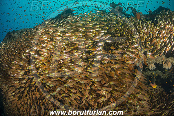 Umkomaas, South Africa, Indian ocean, Wreck Produce, Wreck, Parapriacanthus ransonneti, Parapriacanthus, Pempheridae, Glassfish, Glassy sweeper, Sweeper, Fish, Fish school