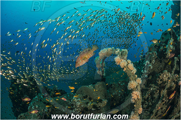 Umkomaas, South Africa, Indian ocean, Wreck Produce, Wreck, Parapriacanthus ransonneti, Parapriacanthus, Pempheridae, Glassfish, Glassy sweeper, Sweeper, Cephalopholis miniata, Cephalopholis, Serranidae, Coral grouper, Grouper, Fish, Fish school