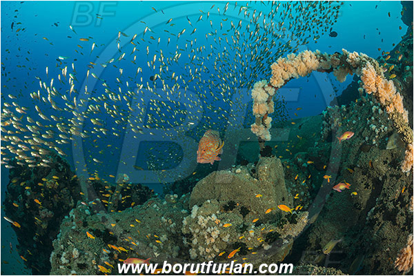 Umkomaas, South Africa, Indian ocean, Wreck Produce, Wreck, Parapriacanthus ransonneti, Parapriacanthus, Pempheridae, Glassfish, Glassy sweeper, Sweeper, Cephalopholis miniata, Cephalopholis, Serranidae, Coral grouper, Grouper, Fish, Fish school