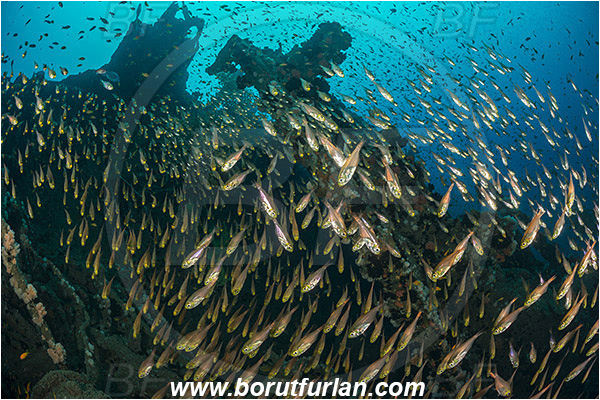Umkomaas, South Africa, Indian ocean, Wreck Produce, Wreck, Parapriacanthus ransonneti, Parapriacanthus, Pempheridae, Glassfish, Glassy sweeper, Sweeper, Fish, Fish school