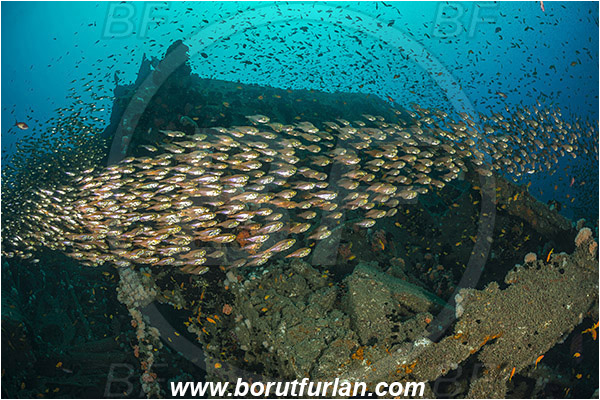 Umkomaas, South Africa, Indian ocean, Wreck Produce, Wreck, Parapriacanthus ransonneti, Parapriacanthus, Pempheridae, Glassfish, Glassy sweeper, Sweeper, Fish, Fish school