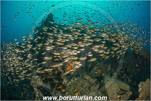 Umkomaas, South Africa, Indian ocean, Wreck Produce, Wreck, Parapriacanthus ransonneti, Parapriacanthus, Pempheridae, Glassfish, Glassy sweeper, Sweeper, Fish, Fish school
