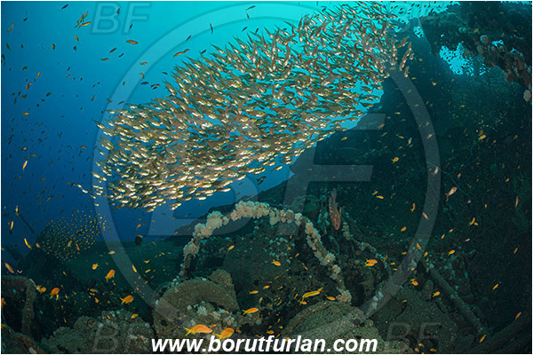 Umkomaas, South Africa, Indian ocean, Wreck Produce, Wreck, Parapriacanthus ransonneti, Parapriacanthus, Pempheridae, Glassfish, Glassy sweeper, Sweeper, Fish, Fish school