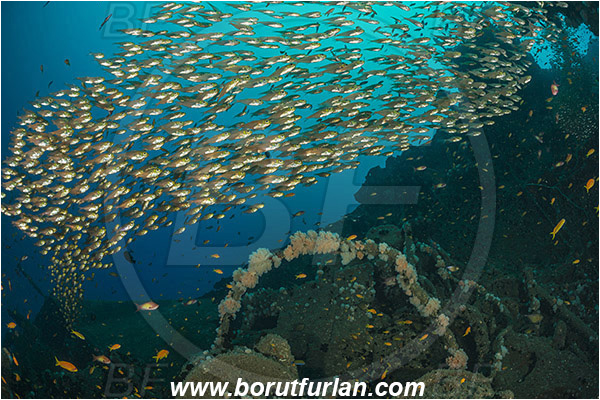 Umkomaas, South Africa, Indian ocean, Wreck Produce, Wreck, Parapriacanthus ransonneti, Parapriacanthus, Pempheridae, Glassfish, Glassy sweeper, Sweeper, Fish, Fish school