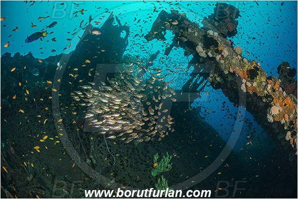 Umkomaas, South Africa, Indian ocean, Wreck Produce, Wreck, Parapriacanthus ransonneti, Parapriacanthus, Pempheridae, Glassfish, Glassy sweeper, Sweeper, Fish, Fish school