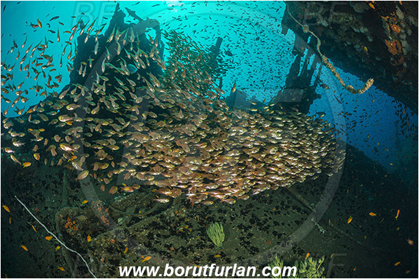 Umkomaas, South Africa, Indian ocean, Wreck Produce, Wreck, Parapriacanthus ransonneti, Parapriacanthus, Pempheridae, Glassfish, Glassy sweeper, Sweeper, Fish, Fish school